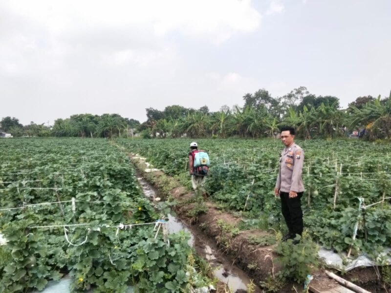 KANIT BINMAS POLSEK PRAMBON TINJAU LADANG MELON DI DESA BULANG
