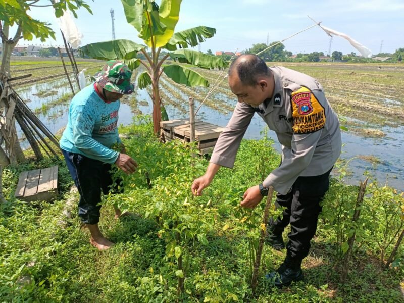 Bhabinkamtibmas Sambangi petani, Dukung Program Ketahanan Pangan Polresta Sidoarjo