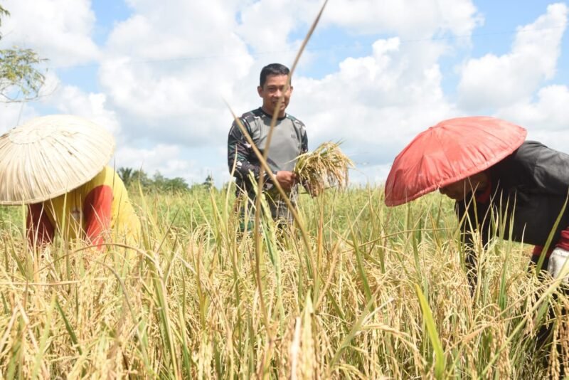 Wujud Kemanunggalan, Satgas TMMD Dampingi Petani HST Panen Padi