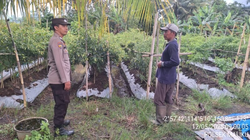 Polisi Penggerak Ketahanan Pangan Polsek Maliku Sukseskan Program Pemanfaatan Pekarangan Bergizi