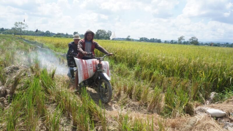 Wujud Kepedulian, Anggota Satgas TMMD Bantu Petani Angkut Hasil Panen di Haruyan