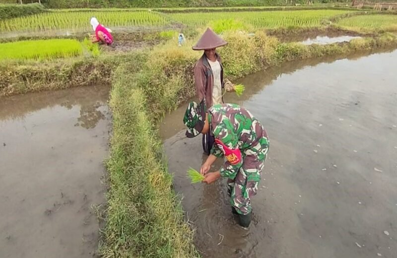 Percepat Masa Tanam, Babinsa Desa Ngembul Dampingi Petani Tanam Padi