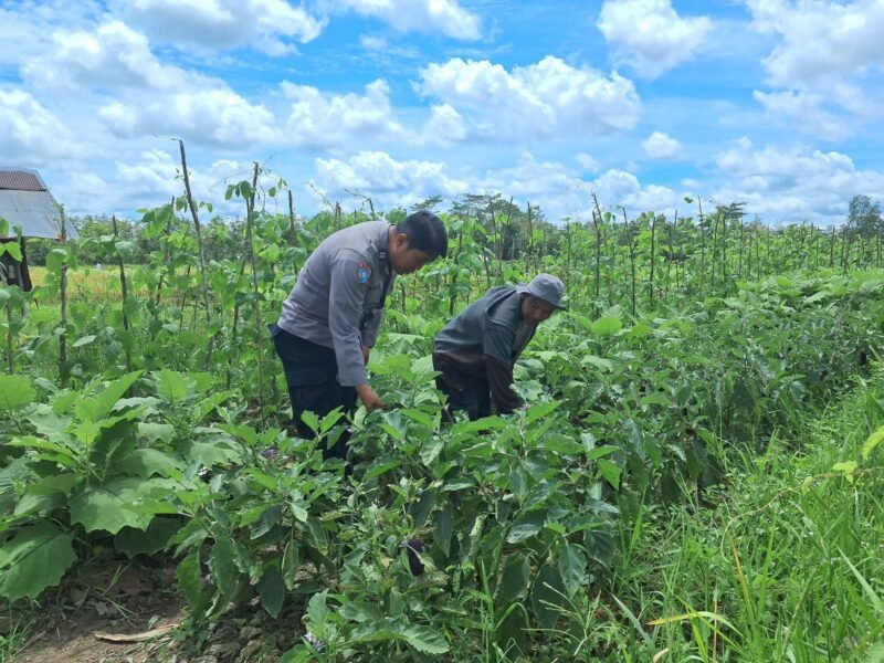 Personil Sat Binmas Polres Pulang Pisau Lakukan Pengecekan Ketahanan Pangan di kebun desa mentaren 2