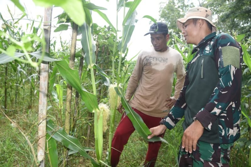 TMMD ke-124 Kodim 1002/HST Dongkrak Sektor Perkebunan di Pengambau Hilir Luar