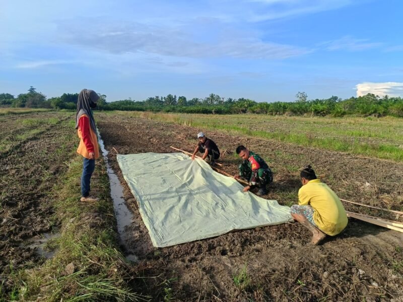 Dukung Hanpangan Wilayah Babinsa Pusaka Dampingi Petani Semai Benih Padi