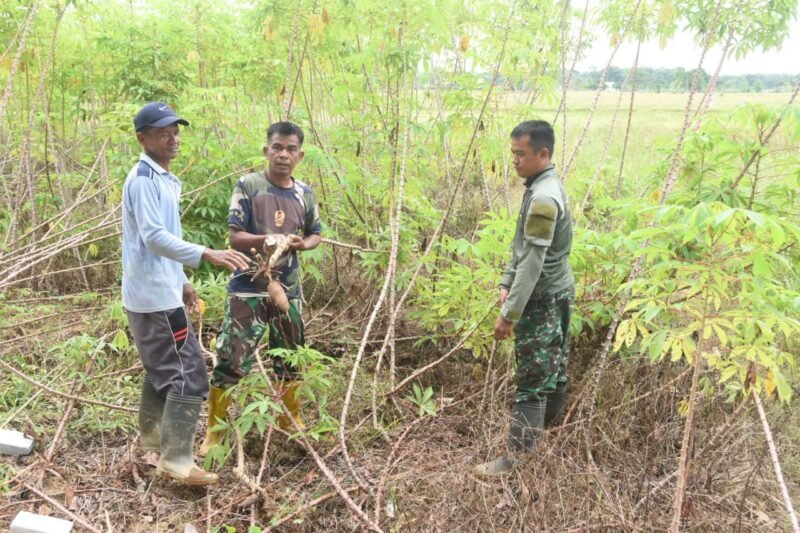 Selain Lumbung Pangan, Pengambau Hilir Luar Punya Potensi Kebun Singkong, Satgas TMMD Bantu Panen