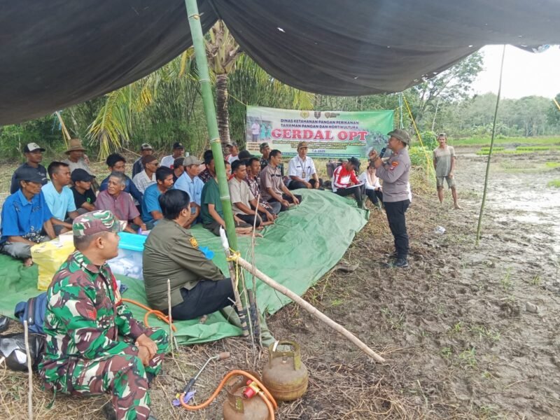 Koramil 1008-06/Banua Lawas Dukung Penuh Petani dalam Kendalikan Hama Tikus