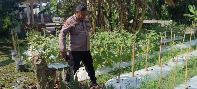 Polsek Wonoayu Tinjau Perkembangan Lahan Ketahanan Pangan Bergizi Cabai dan Terong di Desa Pilang