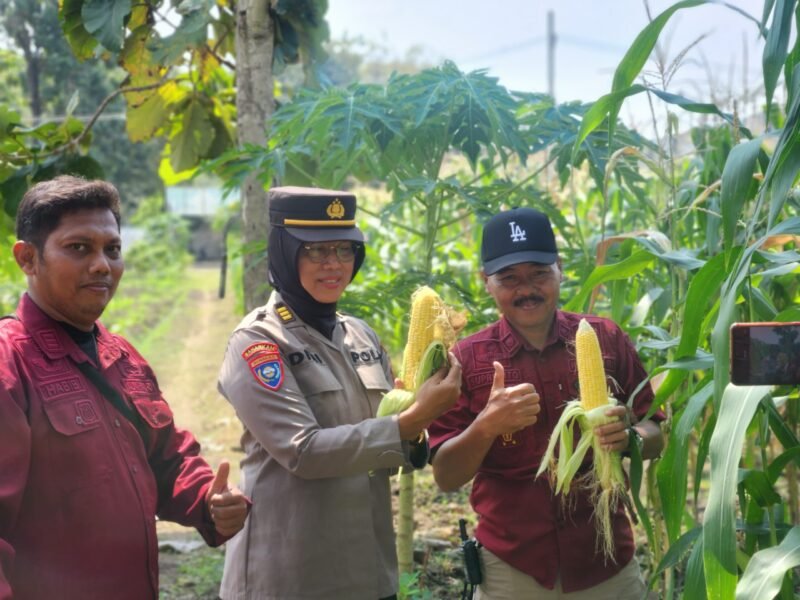 Ketahanan Pangan di Daerah