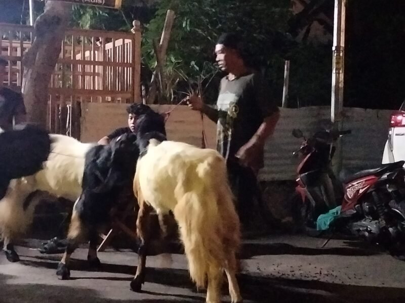 Promo Pembelian Kambing, Kurban Di Nirwana Farm Dapatkan Souvenir Kaos Ekslusif