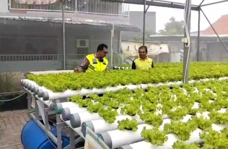 Ubah Lahan Kosong Jadi Green House untuk Ketahanan Pangan Desa Kletek