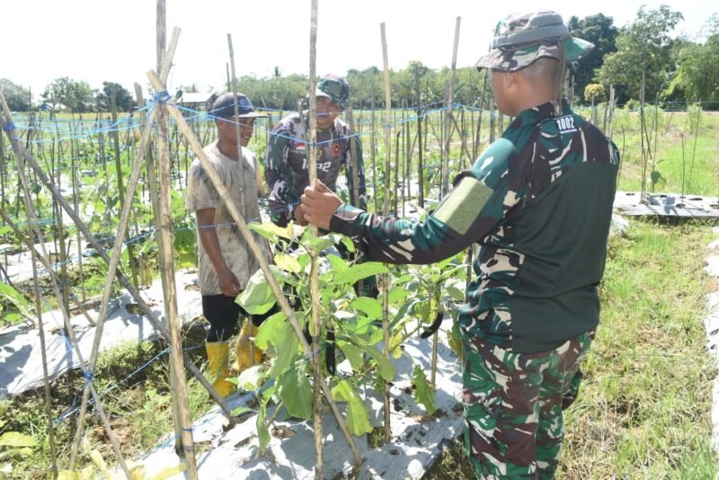 Satgas TMMD Kodim 1002/HST Bantu Petani Panen Tomat di Pengambau Hilir Luar