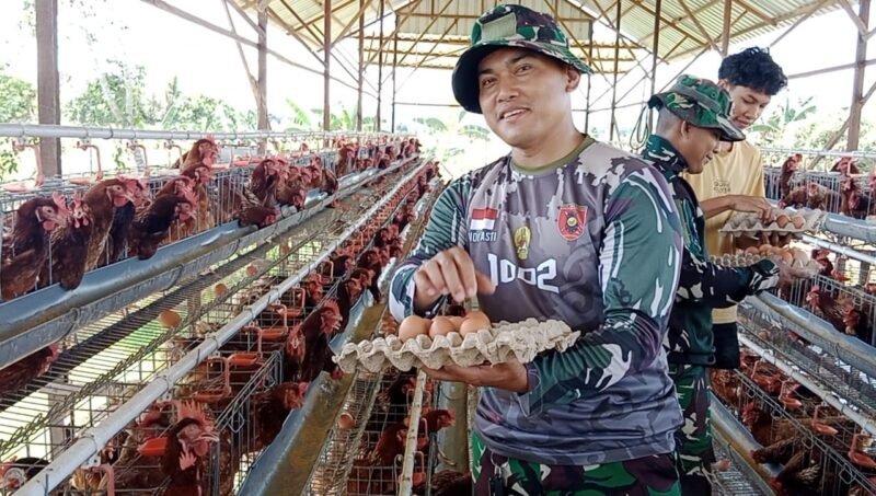 Satgas TMMD ke-124 Kodim 1002/HST Bantu Panen Telur di BUMDes Pengambau Hilir Luar