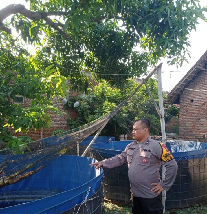 Polsek Krian Polresta Sidoarjo, Dorong Ketahanan Pangan Lewat Budidaya Lele di Desa Sidomulyo