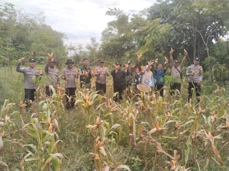 Sinergitas TNI- Polri Dukung Swasembada Pangan, Anggota Koramil 02/Sejangkung Dan Polsek Dampingi Gapoktan Panen Jagung