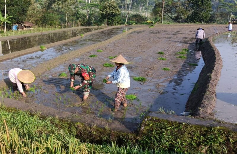 Genjot Produktivitas Padi, Babinsa Desa Tulungrejo Dampingi Petani Tanam Padi