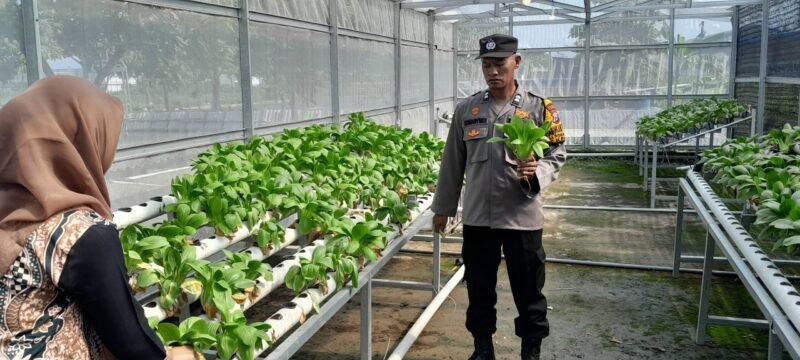 Dukung Ketahanan Pangan, Bhabinkamtibmas Polsek Krian Bersama Warga Pantau Tanaman Hidroponik Pakcoy di Desa Ponokawan