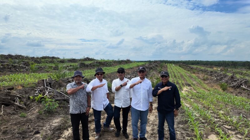 PTPN IV Regional V Genjot Penanaman Jagung di Areal Replanting Sawit