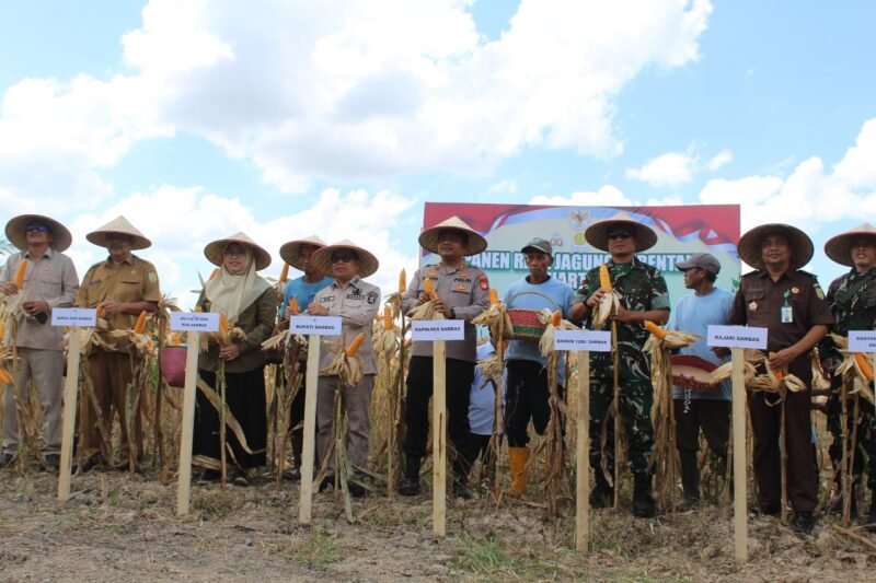 Dandim 1208/Sambas Dan Forkopimda Kab. Sambas Hadiri Panen Raya Jagung Kuartal II Serentak, Dukung Ketahanan Pangan Nasional