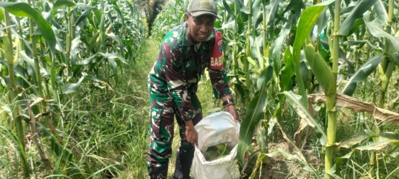 Jalin Hubungan Baik Babinsa Serindang Bantu Warga Panen Jagung