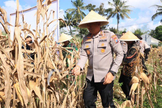 Polres Malang Panen, Jagung Dukung Ketahanan Pangan Nasional