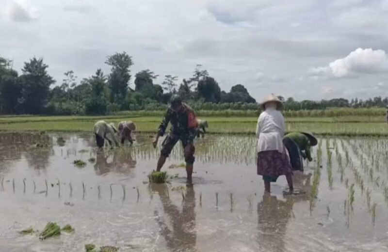 Fokus Tingkatkan Produktivitas, Babinsa Dampingi Petani Di Desa Sumbersari