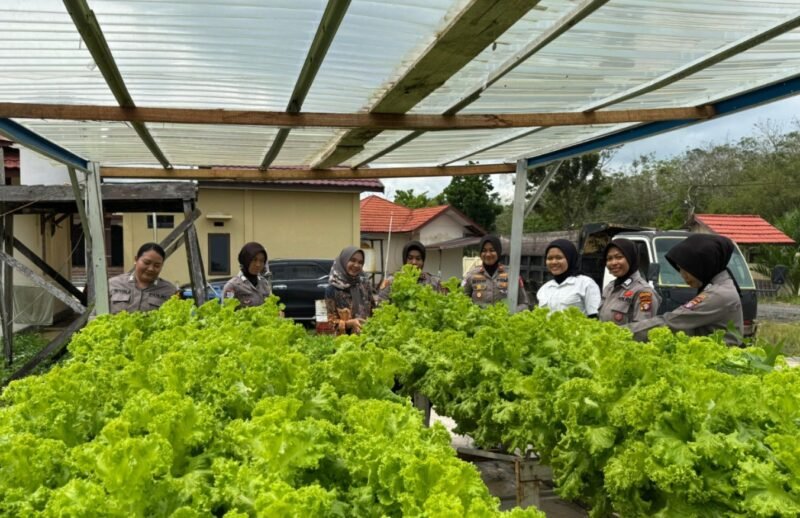 Ketahanan Pangan dari Pekarangan, Polwan Polres Pulang Pisau Panen Sayur Selada