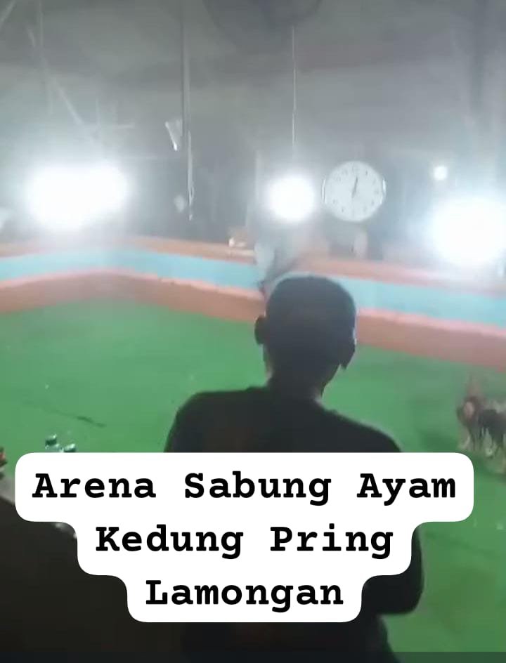 Sabung Ayam, di Lamogan Blak-blakan Asiknya Masyarakat Judi Ayam Polres Lamongan Tutup Telingan N Tutup Suap