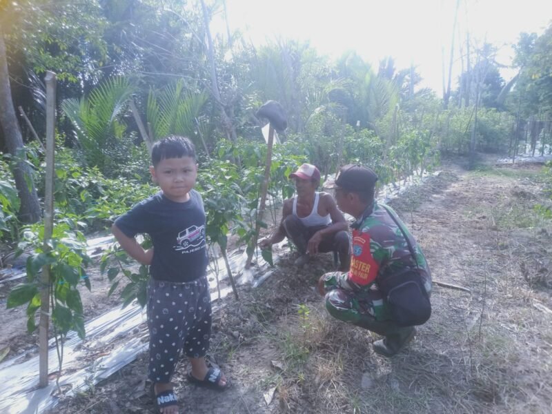 Bersama Petani Cabe Babinsa Koramil 08/Paloh Laksanakan Komsos Dan Berikan Motivasi