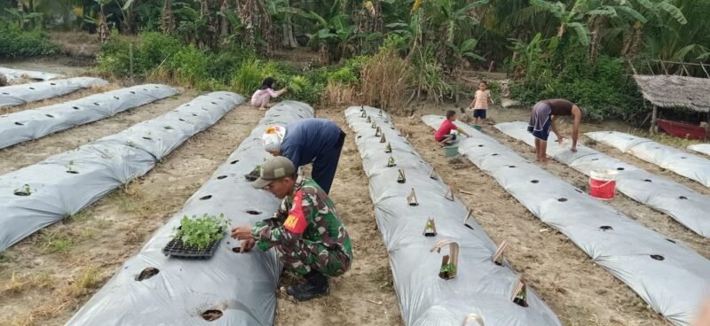 Wujud Ketahanan Pangan Babinsa Sarang Burung Danau Dampingi Petani Tanam Cabe.
