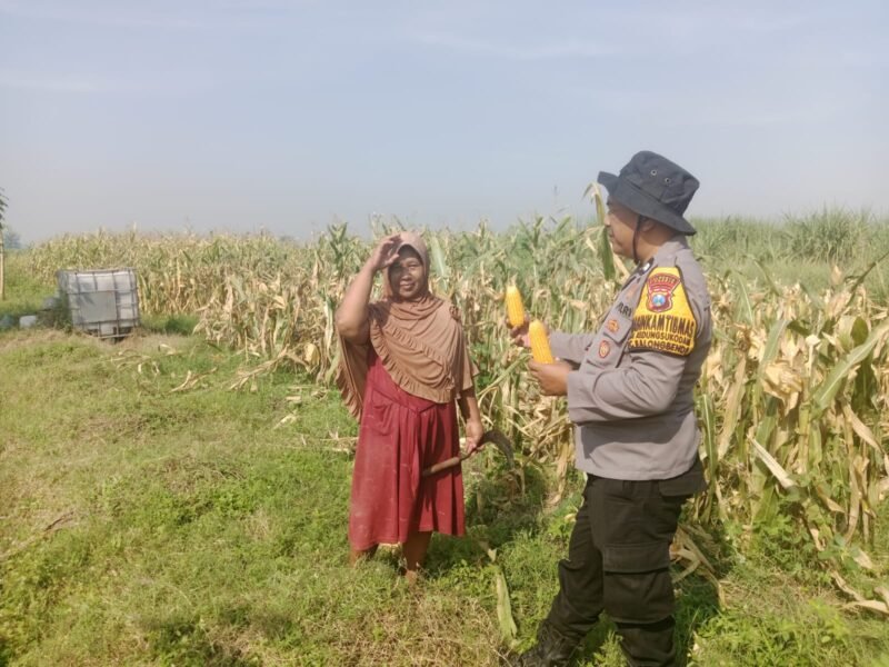 Bhabinkamtibmas Kedungsukodani Balongbendo, Sambang Lahan Jagung untuk Ketahanan Pangan