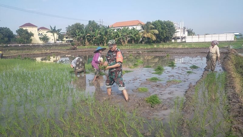 Babinsa Bungah Dampingi Petani Wujudkan Ketahanan Pangan Wilayah