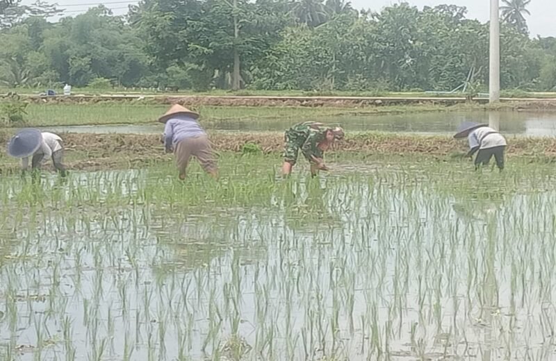 Babinsa Jatitengah Dampingi Petani Tanam Padi Inpari 32, Dukung Ketahanan Pangan Nasional