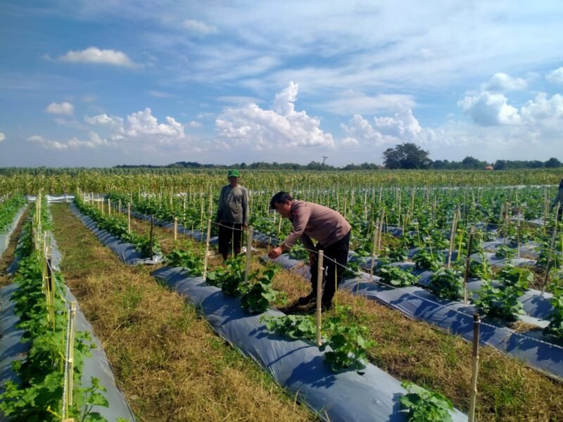 Kanit Binmas Polsek Prambon Tinjau Lahan Melon, Dukung Ketahanan Pangan Mandiri