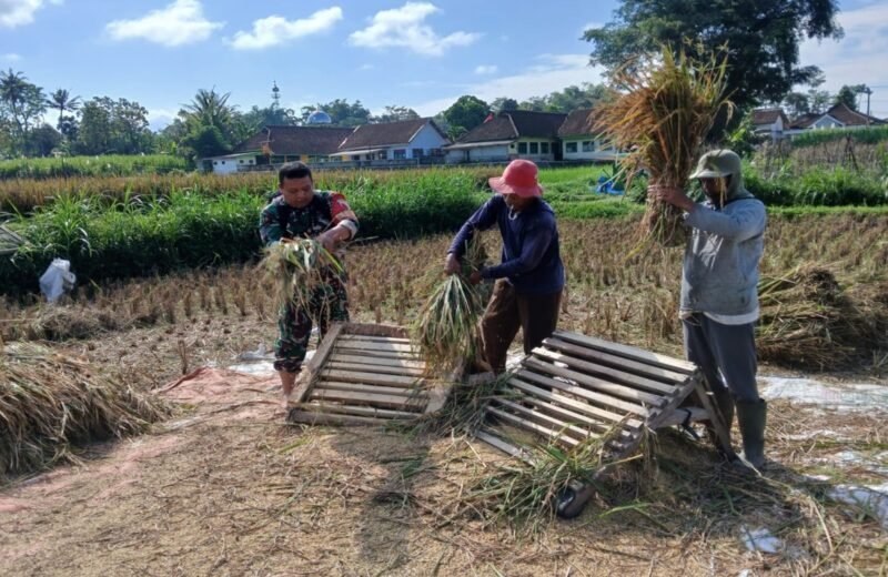 Babinsa Penataran Dampingi Panen Padi, Ajak Petani Optimalkan Ketersediaan Air Untuk Tanam Kembali