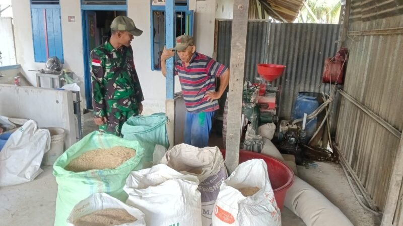 Upaya meningkatkan Ketahanan Pangan Anggota Koramil 1208-04/Jawai Dampingi Warga Giling Padi Hasil Panen