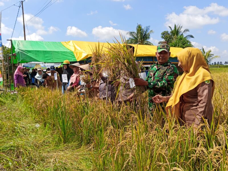 Perkuat Swasembada Pangan Danramil Dan Muspika Paloh Laksanakan Panen Raya Padi Demplot BKTM Desa Matang Danau