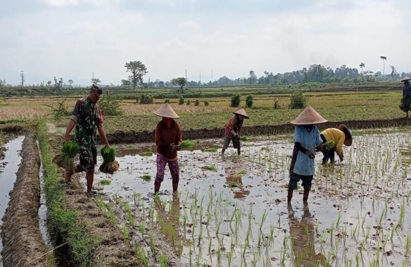 Babinsa Tegalrejo Dampingi Petani Tanam Padi Di Musim Tanam Kedua