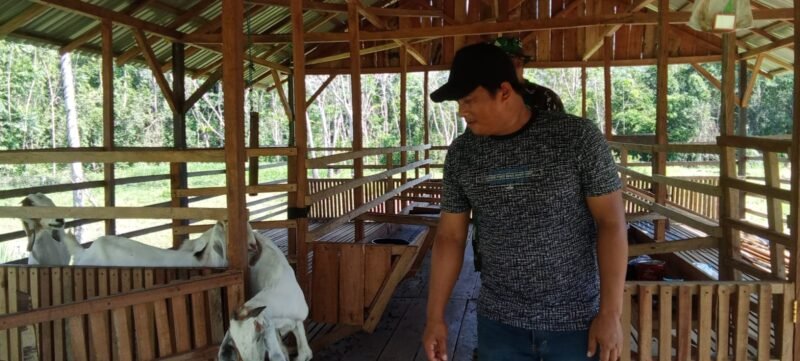 Babinsa Koramil 1008-03/Tanjung Dampingi Peternak Kambing di Desa Banyu Tajun