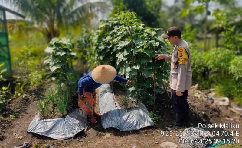 Program 1 Pemanfaatan Pekarangan, Pangan Bergizi Berjalan dengan Baik