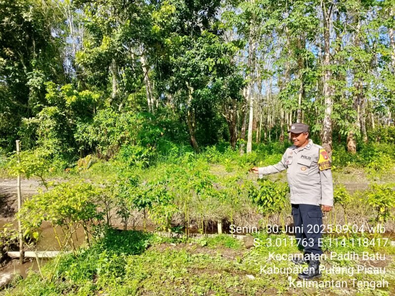 Bhabinkamtibmas Desa Dandang Sambangi Masyarakat Desa Binaan sekaligus Sisipkan Pesan Kamtibmas terkait pemanpaatan perkarangan Untuk Menanam Tanaman Pangan Bergizi