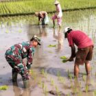 Babinsa Desa Jimbe Dampingi Petani Tanam Padi Musim Kedua Di Kademangan Blitar