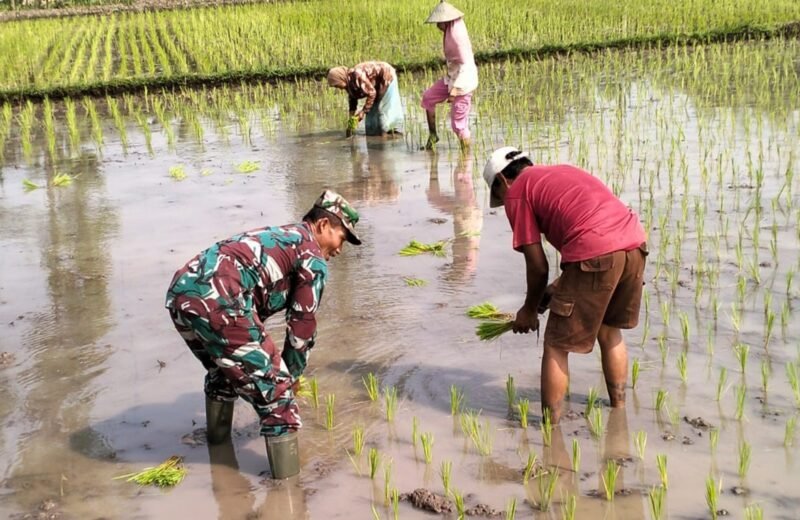 Babinsa Desa Jimbe Dampingi Petani Tanam Padi Musim Kedua Di Kademangan Blitar