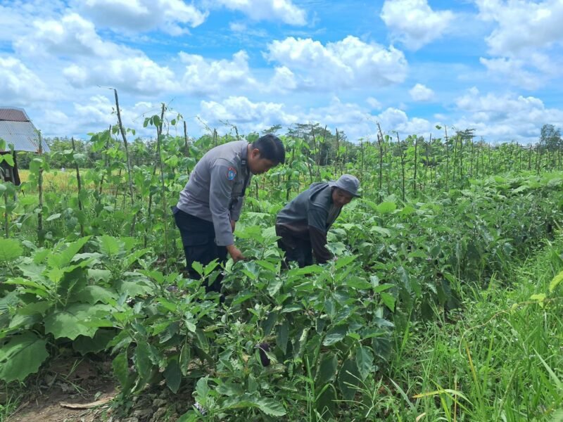 Personil Sat Binmas Polres Pulang Pisau Lakukan Pengecekan Ketahanan Pangan di kebun desa mentaren 2