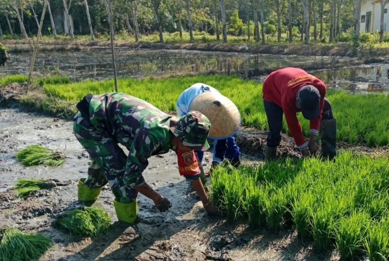 Babinsa Koramil, 1002-01/Batang Alai Selatan Dampingi Petani Tanam Padi di Desa Kapar