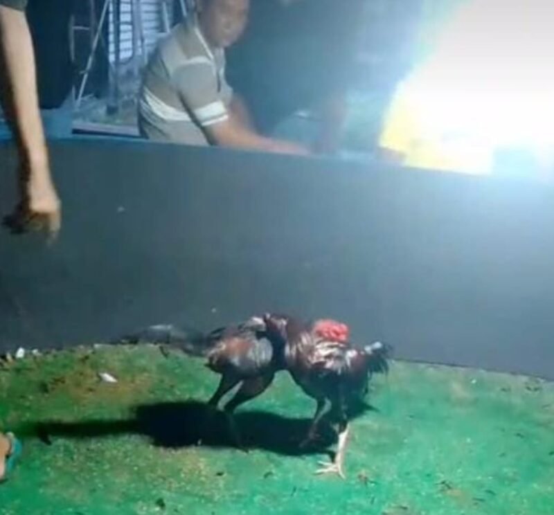 Pemilik Judi Sabung Ayam di Lamongan Meradang Kebal Hukum Tapi Tebal Uang Suap