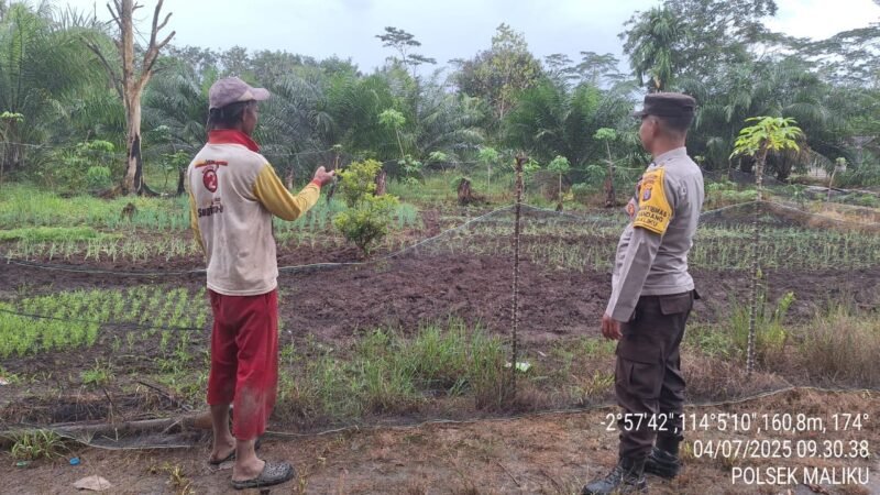 Pemanfaatan Pekarangan Pangan Bergizi dilingkungan Masyarakat Wilkum Polsek Maliku Berjalan Baik