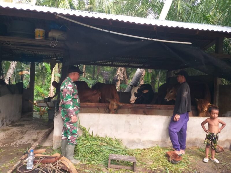 Babinsa Sarang Burung Kuala Komsos Bersama Peternak Sapi Dan Beri Motivasi