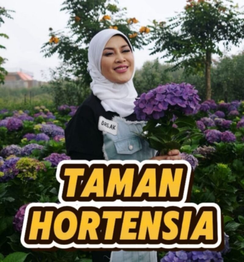 Mengenal Bunga Hortensia