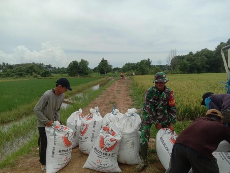 Wujudkan Ketahanan Pangan Nasional Personel Kodim 1009/Tla Bantu Petani Panen Padi